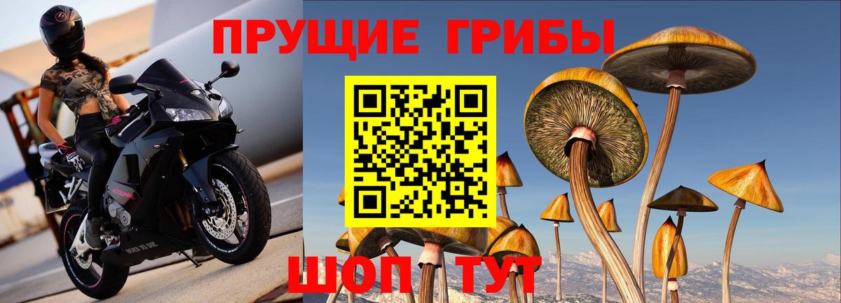 Псилоцибиновые грибы Psilocybe  Вход с VPN  купить   Корсаков 